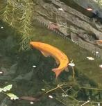 Goudwinde 25 a 30 cm 7,50 Ophalen, Dieren en Toebehoren, Vissen | Vijvervissen, Karper of Koi