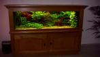 Gratis inloopspreekuur voor vragen over aquarium en planten, Ophalen of Verzenden, Zo goed als nieuw, Plant(en), Steen of Hout
