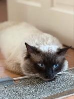 Lief Ragdoll katten, Geslacht onbekend, Langharig, 0 tot 2 jaar