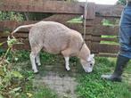 Dekram, Dieren en Toebehoren, Schapen, Geiten en Varkens, Mannelijk, Schaap, 0 tot 2 jaar