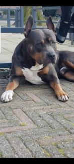 Gratis waakhond. Amerikaanse Stafford, Dieren en Toebehoren, 6 jaar of ouder, CDV (hondenziekte), Eén hond, Nederland