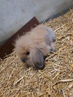 Lieve leuke Dwerghangoorkonijntjes, Dieren en Toebehoren, Mannelijk, Middelgroot, Hangoor, 0 tot 2 jaar