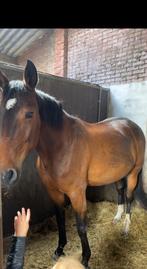 Lief gezelschapspaard te koop, Merrie, Recreatiepaard