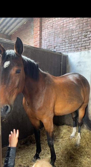 Lief gezelschapspaard te koop beschikbaar voor biedingen