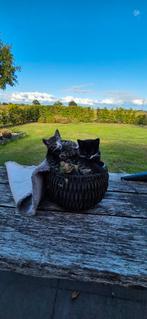 Mooie kittens van 3 maanden oud, Dieren en Toebehoren, Katten en Kittens | Overige Katten, Meerdere dieren, Kortharig, 0 tot 2 jaar