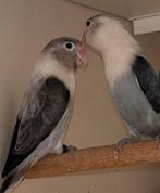 Jonge Slaty en Dd blue Opaline agapornis Fischerie, Meerdere dieren, Dwergpapegaai of Agapornis, Tam