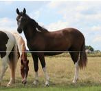 Meerdere jonge pony's paarden en veulens te koop, Dieren en Toebehoren, Pony's, Meerdere dieren, E pony (1.48m - 1.57m), Gechipt