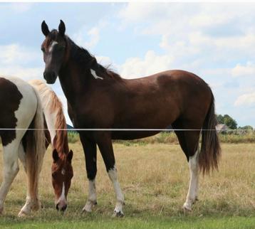Meerdere jonge pony's paarden en veulens te koop beschikbaar voor biedingen