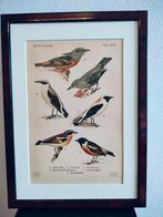 Litho Floericke Wielewaal Tapuit Paapje Rotslijster 1922, Ophalen of Verzenden