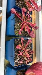 Sarracenia psittacina, Tuin en Terras, Planten | Tuinplanten, Ophalen, Zomer, Overige soorten, Volle zon