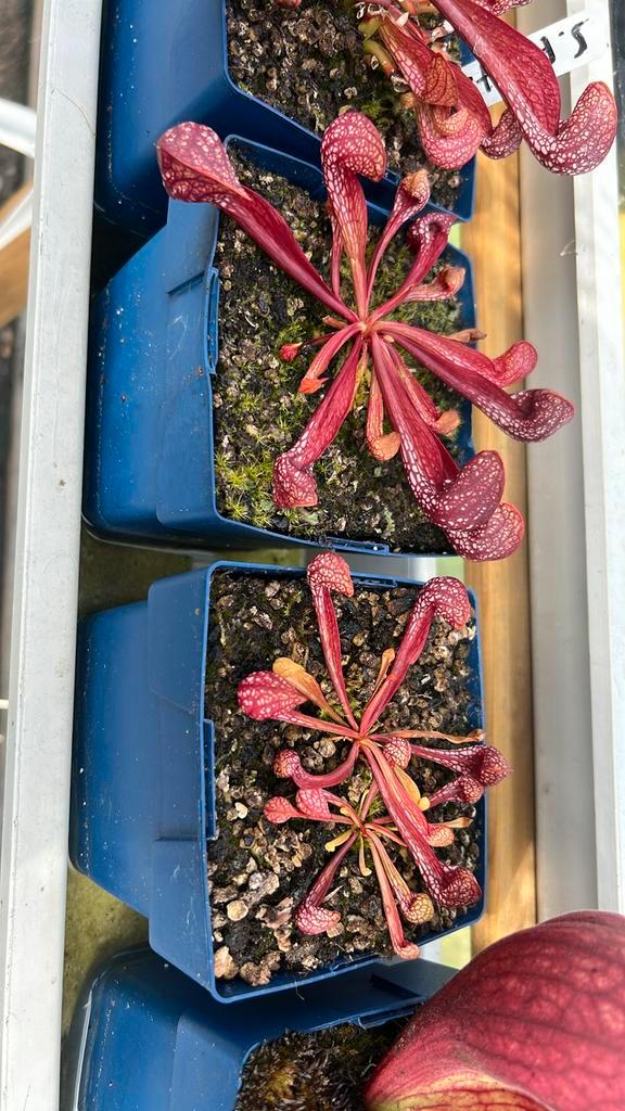 Sarracenia psittacina, Tuin en Terras, Planten | Tuinplanten, Overige soorten, Volle zon, Zomer, Ophalen