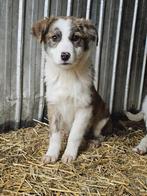 Pup Massachusetts zoekt een baasje, Dieren en Toebehoren, Honden | Niet-rashonden, 15 weken tot 1 jaar, Handelaar, Buitenland