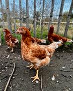 Jonge leghennen, 5 stuks. Super tam, Vrouwelijk, Kip