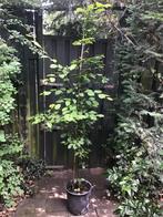 Haagbeuk boom, Tuin en Terras, Overige soorten, Lente, 400 cm of meer, Ophalen