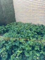Aardbeienplanten doorbloeiend, Ophalen