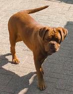BORDENGDOG unieke outcross Bordeauxdog X Engelse bull, Dieren en Toebehoren, Nederland, 1 tot 2 jaar, Teef, Meerdere