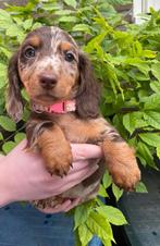 💖Mooie Dwerg Teckel pups 9 week oud.💖, Dieren en Toebehoren, 8 tot 15 weken, Korthaar, Dwerg, CDV (hondenziekte)
