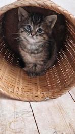 Gedomestiseerde kittens te koop 1x kater 1x meisje, Dieren en Toebehoren, Katten en Kittens | Overige Katten, Meerdere dieren