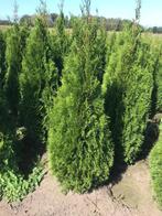 Thuja smaragd coniferen, Ophalen of Verzenden, Buxus, Minder dan 100 cm