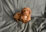 Mini / kleine middenmaat labradoodle pups, Dieren en Toebehoren, Overige rassen, 8 tot 15 weken, CDV (hondenziekte), Meerdere