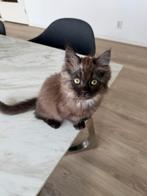 Bengaal x ragdoll kitten!, Dieren en Toebehoren, Kater, Gechipt