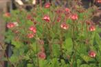 Vaste planten: geum rivale knikkend nagelkruid, Tuin en Terras, Ophalen