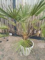 palm, Overige soorten, Ophalen, Bloeit niet, Volle zon