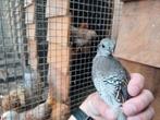 Californische kuifkwartel hanen, Mannelijk, Tropenvogel