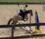 Te koop fijne en leuke grote c pony ruin!, Dieren en Toebehoren, Ruin, C pony (1.27m tot 1.37m), 7 tot 10 jaar