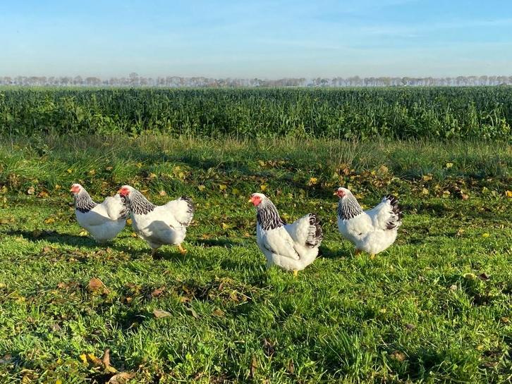 Wyandotte kriel kippen zwart wit Columbia gesekst + ingeënt, Dieren en Toebehoren, Pluimvee, Kip, Vrouwelijk
