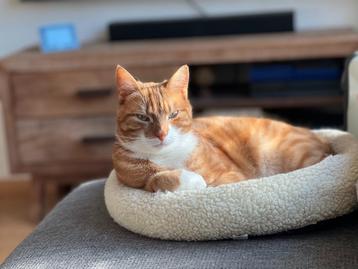 Sweet cat for adoption beschikbaar voor biedingen
