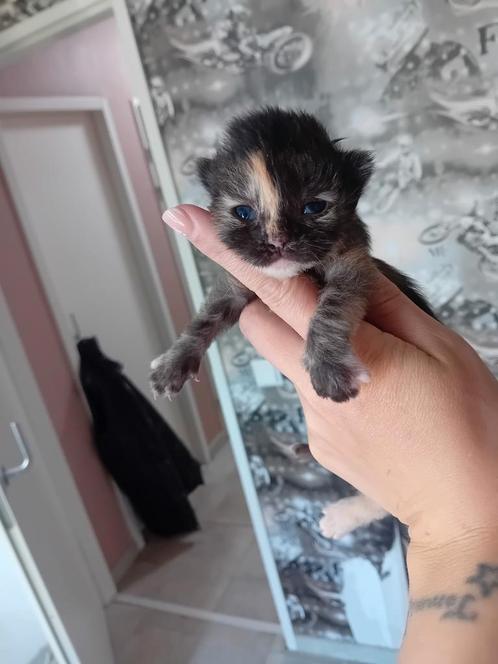 Kittens, Dieren en Toebehoren, Katten en Kittens | Overige Katten, Poes