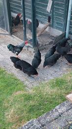 Kippen kriel  austerlorp, Dieren en Toebehoren, Pluimvee, Meerdere dieren, Kip