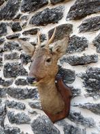 Opgezette hertenkop, hinde, hert of ree - taxidermie, Verzamelen, Dierenverzamelingen, Ophalen, Gebruikt, Hert, Opgezet dier