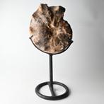 Fossiel Ammoniet op standaard Mammites nodosoides #1, Verzamelen, Mineralen en Fossielen, Ophalen of Verzenden, Fossiel