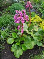 Diverse vaste planten, Tuin en Terras, Planten | Tuinplanten, Zomer, Ophalen of Verzenden, Overige soorten, Volle zon