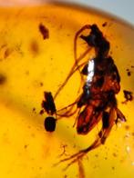 Mooi Birmees Amber (A2) met insluiting van onbekend insect., Fossiel, Verzenden