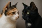 Katten op zoek naar gouden mandje, prijs in overleg