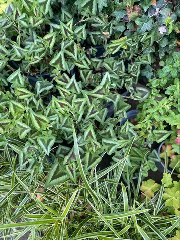 Persicaria microcephala ‘Purple Fantasy’ vaste plant beschikbaar voor biedingen