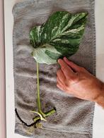 Monstera  Deliciosa Albo Variegata stekken, Ophalen of Verzenden, Overige soorten, Minder dan 100 cm