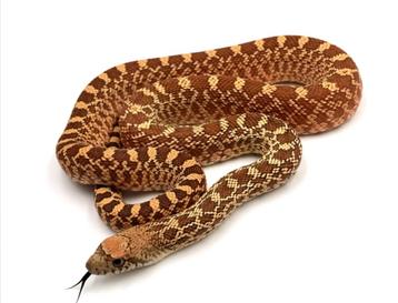 Gezocht: jonge stierslang man beschikbaar voor biedingen