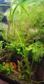 Vallisneria stekken., Vis