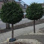 Conifeer op stam - Bolvormige boom, Ophalen, Volle zon, Bolboom, 100 tot 250 cm