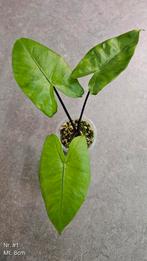 Alocasia Macrorrhiza Black Stem - diverse maten, Ophalen of Verzenden, Overige soorten, Minder dan 100 cm