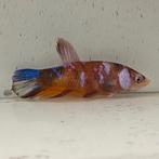 Betta splendens man 02, Vis