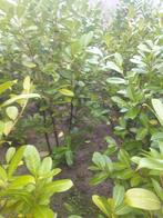 Prunus laurocerasus Rotundifolia  175/200 cm, Ophalen, Laurier, Haag, 100 tot 250 cm