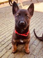 Sociale herder pups beschikbaar, CDV (hondenziekte), 8 tot 15 weken, Meerdere, Meerdere dieren