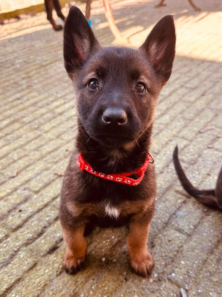 Sociale herder pups beschikbaar, Dieren en Toebehoren, Honden | Herdershonden en Veedrijvers, Meerdere dieren, Herder, Particulier