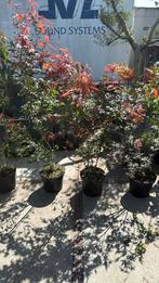 Acers hoog 125/150 grote pot mooie planten weggeef  prijs, Tuin en Terras, Planten | Struiken en Hagen, Ophalen, Overige soorten
