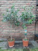 Olea Europaea - Olijfboompje(s)/Olijf op stam H: 115-125cm., Tuin en Terras, Planten | Tuinplanten, Volle zon, Vaste plant, Zomer